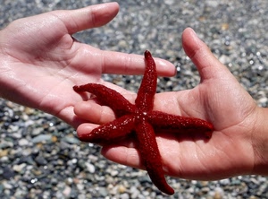 mani, stella, dita, marina, rosso, spiaggia, mare, cinque, punte