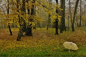 foglie, autunno, ombrello, alberi, bosco, giallo, erba, verde, rami, tronchi, parco, prato, pioggia, piante