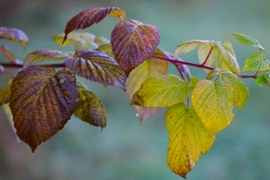 foglie, autunno, ramo, giallo, verde, viola, verdi, rovo, sfocato, marrone, rametto, colori