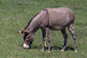 asino, erba, orecchie, animale, zampe, prato, quadrupede, verde, equino, brucare, zoccoli