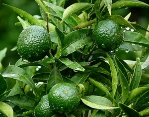 foglie, verde, gocce, agrumi, frutti, frutta, limoni, lime, limone, frutto, pianta