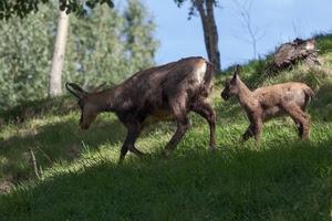 animali, erba, cucciolo, prato, due, bosco, montagna, camosci, verde, natura, madre, alberi