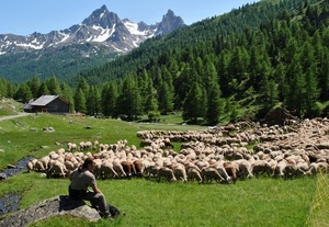 pecore, gregge, alberi, pastore, verde, neve, montagna, montagne, baita, cielo, erba, prato, panorama, casa, pascolo, bosco