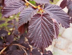 foglie, viola, ramo, pianta, macro, venature, foglia, natura, rosso, rami, nocciolo