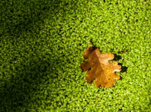 foglia, verde, marrone, autunno, giallo, tanti, lenticchie, quercia, secca, ombre, semi