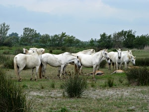 cavalli, alberi, erba, bianchi, verde, bianco, pascolo, mandria, cielo, cespugli, natura, branco