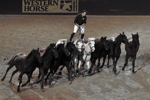 cavalli, cavaliere, bianco, circo, neri, bianchi, animali, nero, stivali, domatore, pista, sabbia, spettacolo, zampe, cavallerizzo, fantino, esibizione, insegna, criniere, corsa
