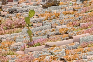 tetto, tegole, pianta, licheni, verde, cactus, pattern, coppi, piante, pietre, vegetazione, ficodindia, muschio, arancione, piantine