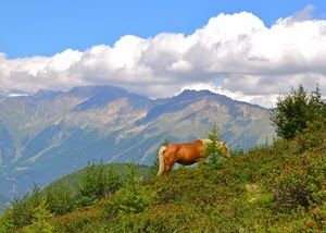 nuvole, cavallo, cielo, montagna, alberi, verde, montagne, erba, coda, piante, animale, cespugli, bianco, marrone, equino, pascolo, azzurro, zampe