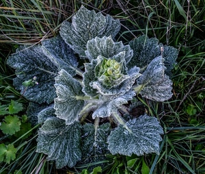foglie, erba, verde, pianta, cavolo, fili, macro, verdura