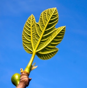 foglia, cielo, fico, verde, azzurro, frutto, ramo, gemma, venature, nervature