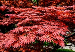 rosso, foglie, natura, pianta, albero, autunno, cespuglio, piante, acero