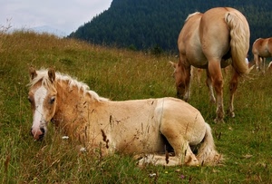cavalli, erba, coda, criniera, prato, animali, verde, montagna, pascolo, marrone, muso, alberi, fiori, orecchie, sdraiato, zampe