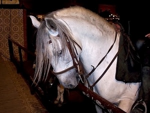 criniera, cavallo, bianco, orecchie, animale, redini, muso, sella, stalla, occhi, briglie