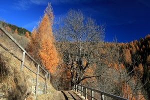 sentiero, alberi, autunno, cielo, staccionata, azzurro, montagna, rami, blu, bosco, ombre, arancione, legno, paesaggio, staccionate, erba, marrone, giallo, ombra