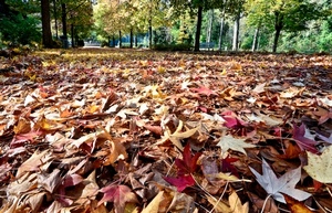 foglie, autunno, alberi, parco, secche, tappeto, colori, acero