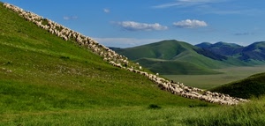 verde, pecore, nuvole, cielo, montagne, erba, azzurro, gregge, colline, animali, ovini, panorama, prati, pascolo, diagonale, collina, paesaggio, bianco, montagna, prato