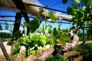 vite, foglie, verde, cielo, tralci, ramo, azzurro, rami, pianta, sostegni, strada, ferro, uva, natura, tronco, vigneto, legno, fili, vigna