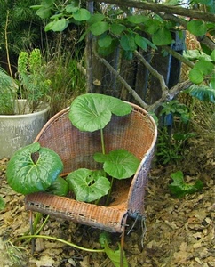 foglie, verde, giardino, sedia, vimini, poltrona, rami