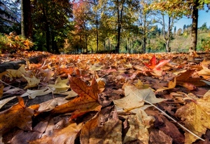 foglie, alberi, autunno, bosco, rami, tronchi, marrone, verde, giallo, secche