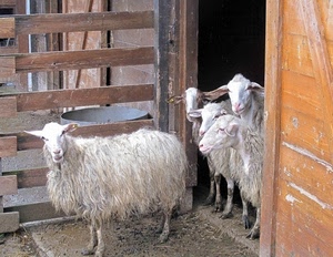pecore, lana, zampe, animali, legno, ovini, orecchie, ovile, stalla, vello, bianco, pelo, musi, porta, staccionata, gregge, muso