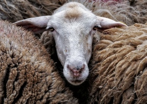 pecora, muso, lana, orecchie, animale, occhi, naso, vello, bianco, testa, pecore, pelo, bocca, ovino, gregge