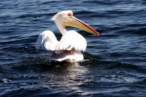 becco, acqua, ali, uccello, pellicano, bianco, mare, piume, onde, occhio, animale, blu