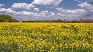 fiori, nuvole, giallo, cielo, alberi, campo, paesaggio, prato, verde, bianco, azzurro, colza, piante, orizzonte, campagna, panorama, coltivazione