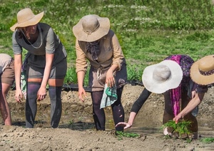 cappelli, terra, donne, verde, mondine, erba, contadine, agricoltura, calze, braccia, mani, lavoro, gambe, risaia, campo, chine, terreno