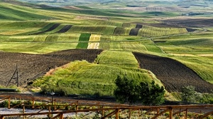 verde, campi, staccionata, panorama, alberi, coltivazioni, terra, agricoltura, campagna, paesaggio, erba, prati, strada, marrone, colline