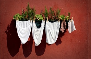 piante, mutande, ombre, muro, mollette, bucato, bianco, vasi, biancheria, panni, rosso, verde, ombra, marrone, erbe, rosmarino