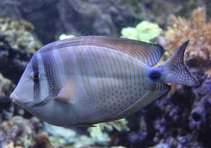 pesce, mare, acqua, acquario, occhio, pinne, righe, coda, coralli, azzurro, colorato