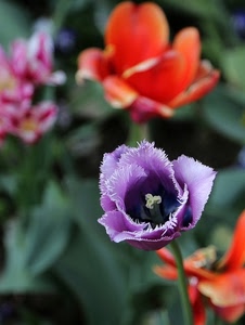 viola, fiori, petali, rosso, pistillo, fiore, macro, tulipano