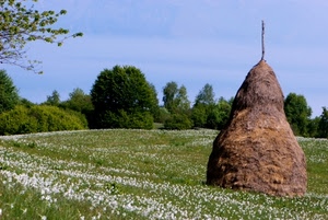 fiori, prato, alberi, verde, covone, paglia, fieno