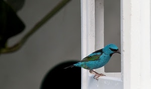azzurro, uccello, becco, finestra, zampe, bianco, volatile, verde, ali, piume, animale, nero, uccellino, celeste, ombra