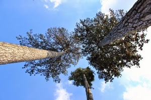 alberi, cielo, tronchi, nuvole, rami, tre, azzurro, corteccia, pini, verde, foglie, chioma, prospettiva