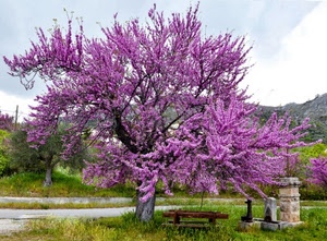albero, panchina, fontana, fiori, rosa, erba, verde, viola, fiorito, cielo, prato, fioritura, strada, nuvole, primavera