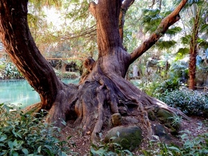 radici, alberi, albero, foglie, verde, lago, acqua, fiume, tronco, rami, tronchi, legno, natura, piante, parco, vegetazione