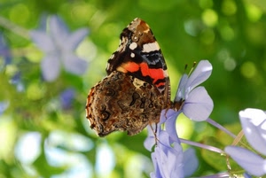 ali, farfalla, fiori, verde, fiore, insetto, antenne, nero, rosso, colori, marrone, sfocato, petali, animale, farfalle, macro, lilla, zampe