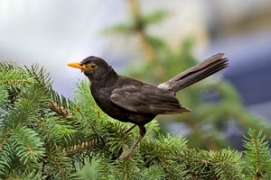 uccello, becco, merlo, coda, aghi, ramo, verde, nero, giallo, rami, albero, pino, animale