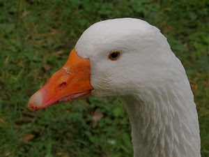 verde, occhio, becco, bianco, oca, arancione, erba, piume, prato, animale, narici, testa, collo, giallo, arancio, cigno, uccello