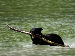cane, nero, acqua, bastone, verde, legno, fiume, denti, animale, nuoto, bocca, animali, occhi, orecchie, gioco, naso
