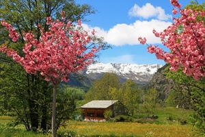 alberi, rosa, fiori, neve, casa, nuvole, montagna, montagne, primavera, verde, cielo, baita, panorama, bianco, tetto, prato, piante