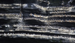 rocce, uccelli, strati, roccia, nidi, scogliera, natura, file, animali, pinguini