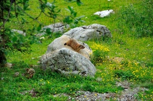 erba, verde, fiori, marmotta, natura, animale, sassi, rocce, prato, massi, animali