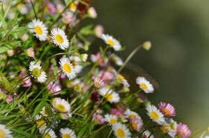 fiori, margherite, giallo, bianco, erba, petali, macro, verde, sfocato